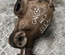 Jaguar XF (X250) 2008 Rear axle differential - Thumbnail 1